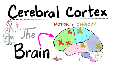大脑皮层（大脑）- 布罗德曼区域 - 端脑 - 解剖学、生理学、病理学