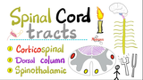 脊髓束 - 皮质脊髓、背柱束和脊髓丘腹束